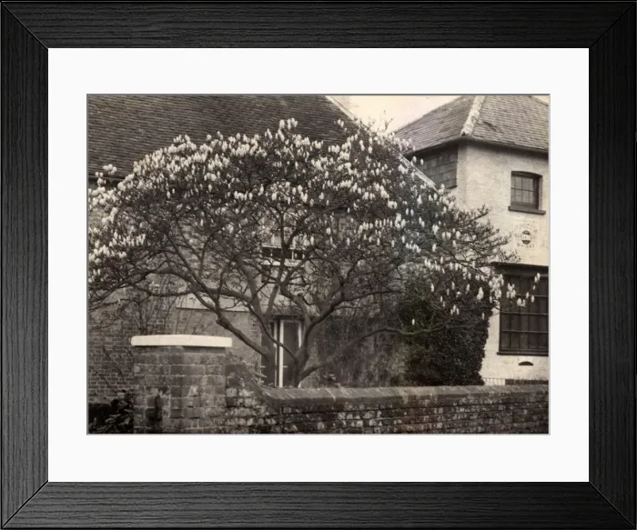 Framed Print : Magnolia tree in Walberton, 1902 Framed Print : Magnolia tree in Walberton, 1902