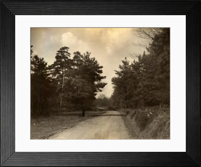 Framed Print : View of forest near Milland, 1909 Framed Print : View of forest near Milland, 1909