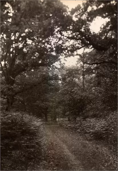 Woodland glade near Henley, 1909