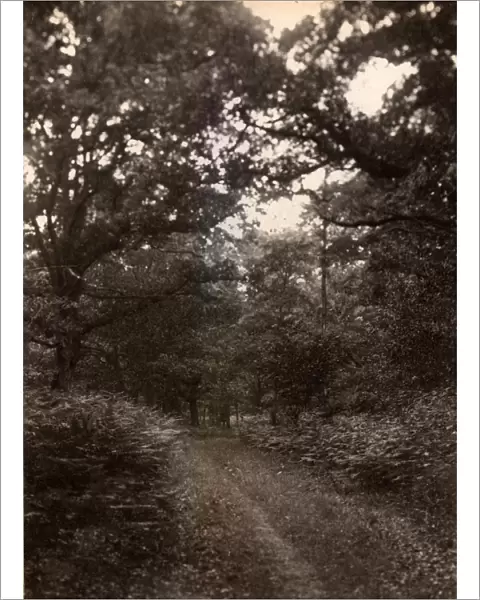 Woodland glade near Henley, 1909