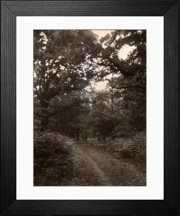 Framed Print : Woodland glade near Henley, 1909 Framed Print : Woodland glade near Henley, 1909
