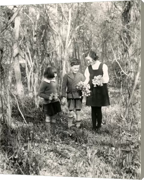Three children picking daffodils, March 1938