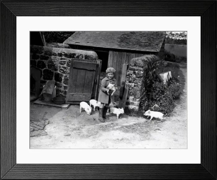 Framed Print : Young girl with piglets - May 1938 Framed Print : Young girl with piglets - May 1938