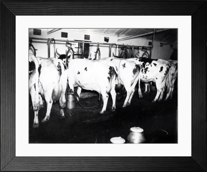 Framed Print : Shaxson Dairies, Elstead - June 1938 Framed Print : Shaxson Dairies, Elstead - June 1938