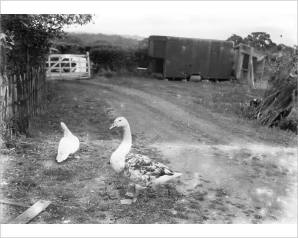 Swangoose at High Noons, Balls Cross - June 1938