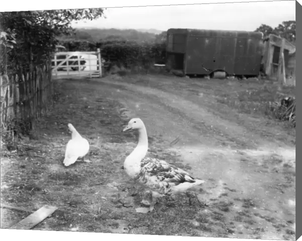 Swangoose at High Noons, Balls Cross - June 1938