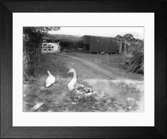 Framed Print : Swangoose at High Noons, Balls Cross - June 1938 Framed Print : Swangoose at High Noons, Balls Cross - June 1938