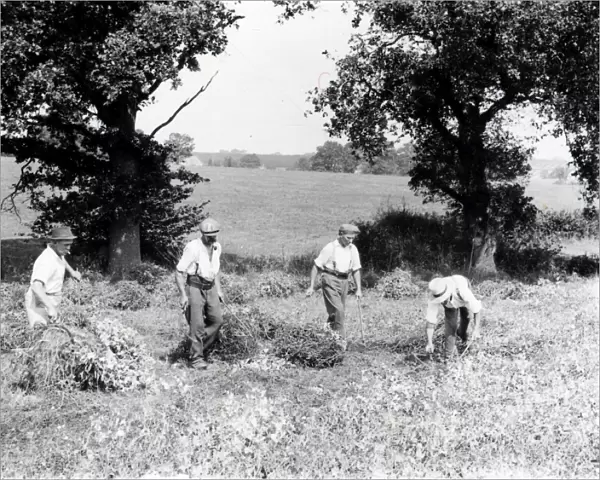 Pea Cutting at Balls Cross - August 1938