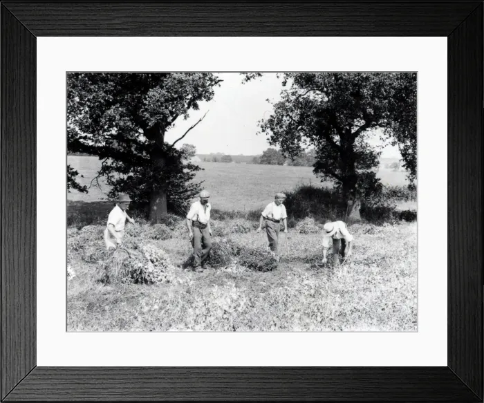 Framed Print : Pea Cutting at Balls Cross - August 1938 Framed Print : Pea Cutting at Balls Cross - August 1938
