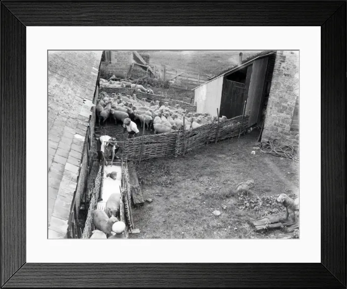Framed Print : Sheep Dipping at Robertsbridge - August 1938 Framed Print : Sheep Dipping at Robertsbridge - August 1938