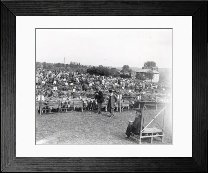 Framed Print : Leominster Sheep Sale - August 1938 Framed Print : Leominster Sheep Sale - August 1938