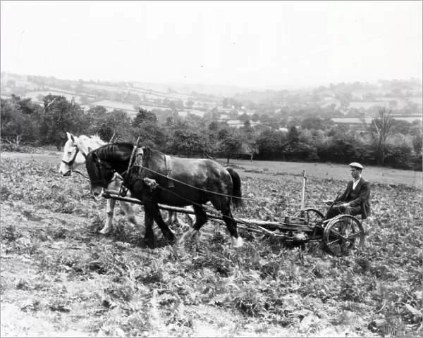 Bracken Cutting, Orcop Hill, Hertfordshire - 25 August 1938