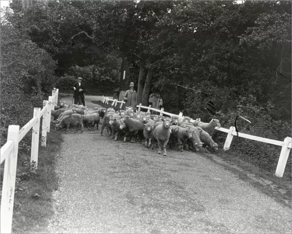 Sheep (Kenters) going to Ebernoe - September 1938