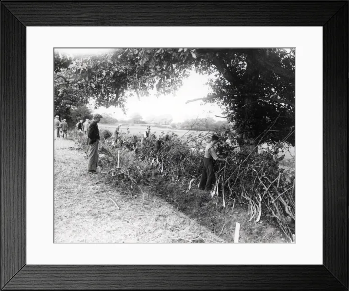 Framed Print : West Grinstead Ploughing Match - September 1938 Framed Print : West Grinstead Ploughing Match - September 1938