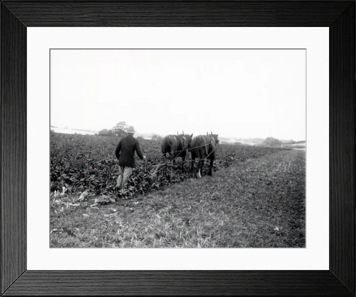 Framed Print : Sugar Beet Lifting near Rogate - October 1938 Framed Print : Sugar Beet Lifting near Rogate - October 1938