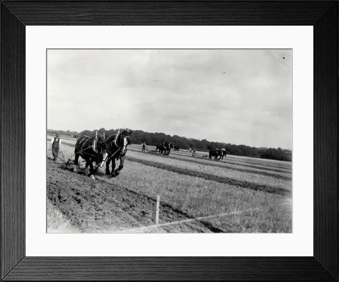 Framed Print : Petworth Ploughing Match - October 1938 Framed Print : Petworth Ploughing Match - October 1938