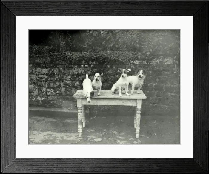 Framed Print : Tillington House Terriers Framed Print : Tillington House Terriers