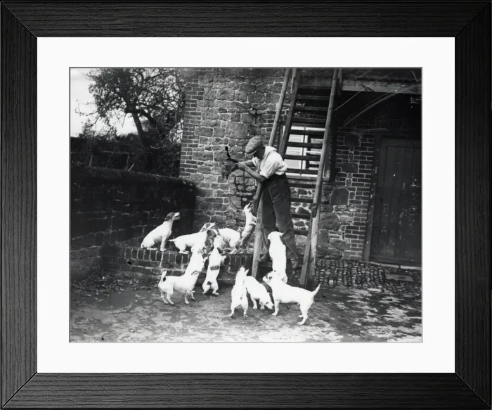 Framed Print : Tillington House Terriers Framed Print : Tillington House Terriers