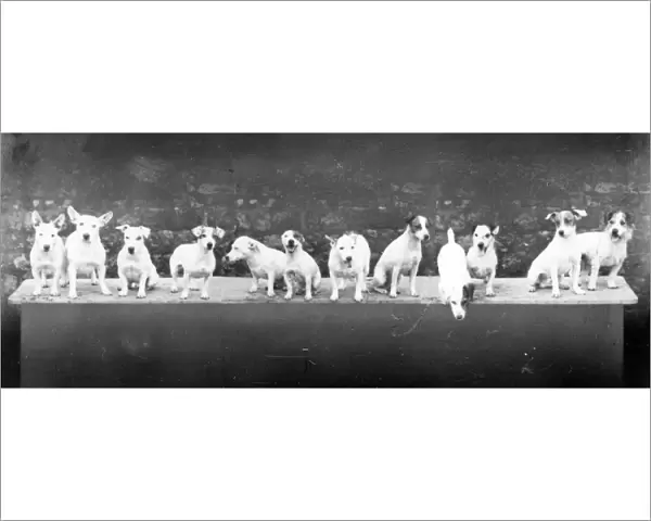 Tillington Terriers - 1938