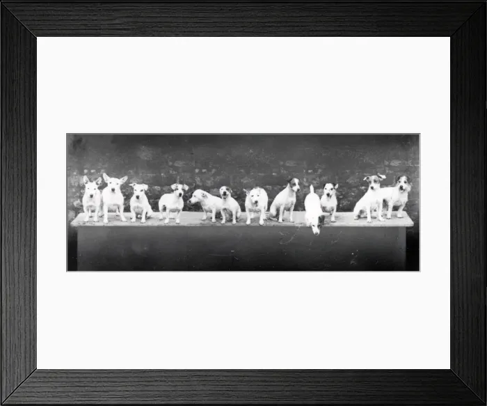 Framed Print : Tillington Terriers - 1938 Framed Print : Tillington Terriers - 1938