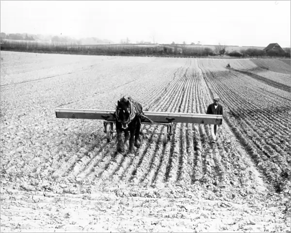 Drilling oats at Tillington - March 1939