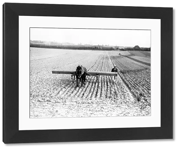 Drilling oats at Tillington - March 1939