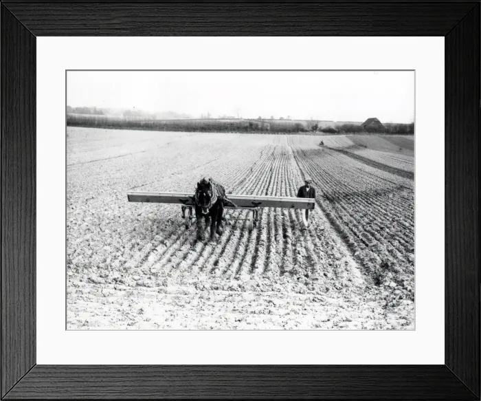 Framed Print : Drilling oats at Tillington - March 1939 Framed Print : Drilling oats at Tillington - March 1939