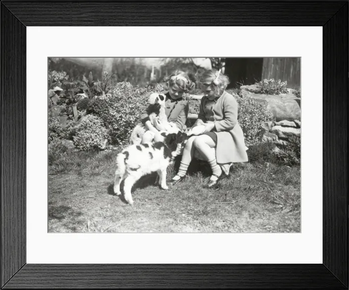 Framed Print : Lambs at Coultershaw - April 1939