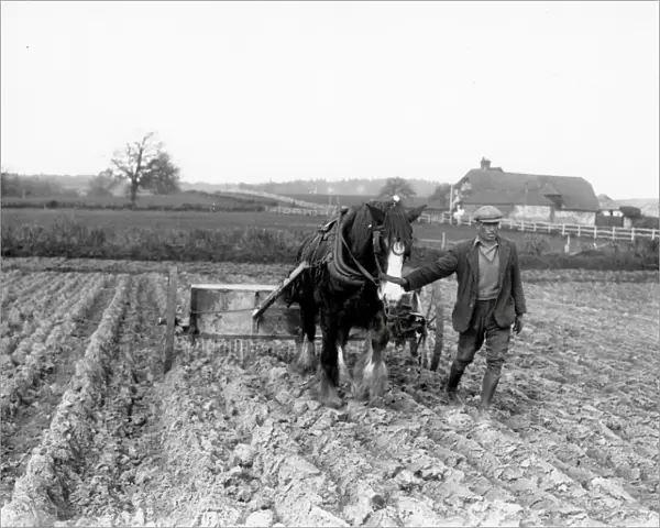 Sugar Beet preparation in the Midhurst district - April 1939
