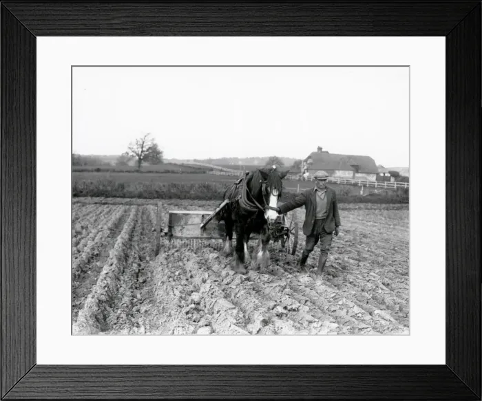 Framed Print : Sugar Beet preparation in the Midhurst district - April 1939 Framed Print : Sugar Beet preparation in the Midhurst district - April 1939