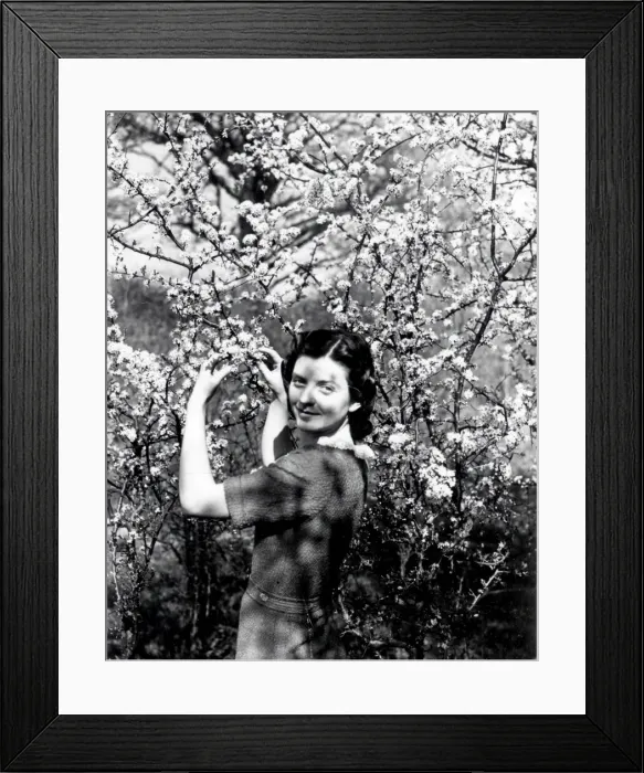 Framed Print : May Blossom - April 1939 Framed Print : May Blossom - April 1939