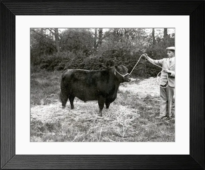 Framed Print : First Prize & Champion, Loxwood Show - 1939 Framed Print : First Prize & Champion, Loxwood Show - 1939