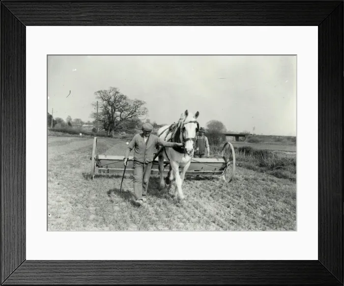 Framed Print : Drilling Wheat at Pulborough - 1939 Framed Print : Drilling Wheat at Pulborough - 1939
