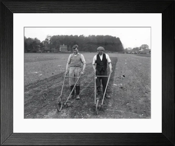 Framed Print : Hoeing at Burton - about 1939 Framed Print : Hoeing at Burton - about 1939