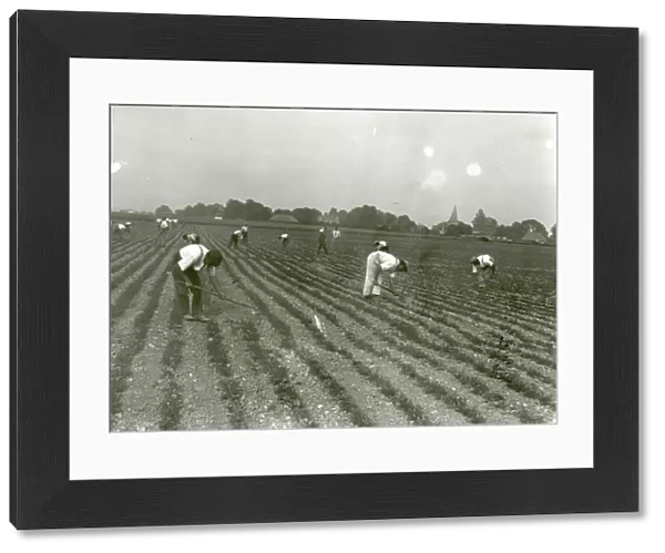Sugar Beet Hoeing Competition at Oving -1939