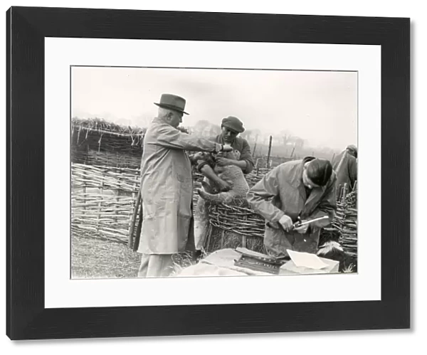 Lambs being trademarked at Home Farm, Lidsey. March 1938