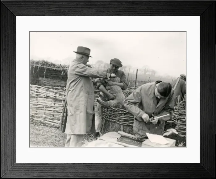 Framed Print : Lambs being trademarked at Home Farm, Lidsey. March 1938 Framed Print : Lambs being trademarked at Home Farm, Lidsey. March 1938