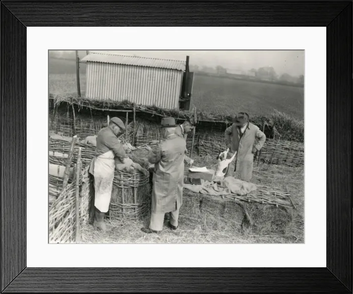 Framed Print : Lambs being trademarked at Home Farm, Lidsey. March 1938 Framed Print : Lambs being trademarked at Home Farm, Lidsey. March 1938