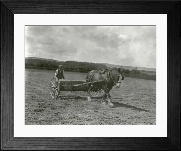 Framed Print : Broadcasting artificials in preparation for roots - July 1939 Framed Print : Broadcasting artificials in preparation for roots - July 1939