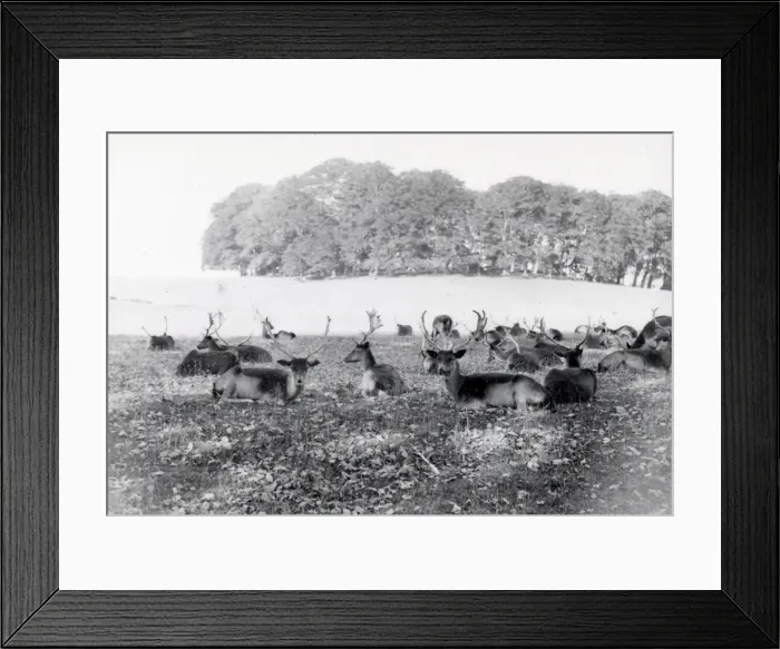 Framed Print : Deer in Cowdray Park - September 1939 Framed Print : Deer in Cowdray Park - September 1939