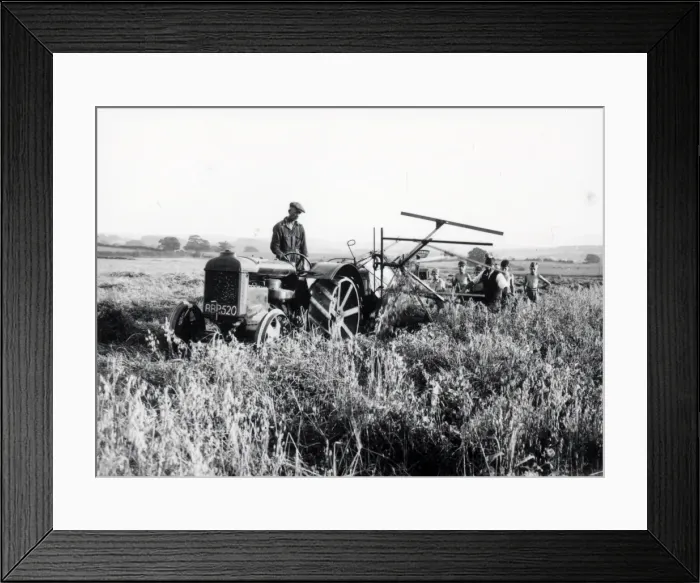 Framed Print : Pea Cutting at South Grove - September 1939