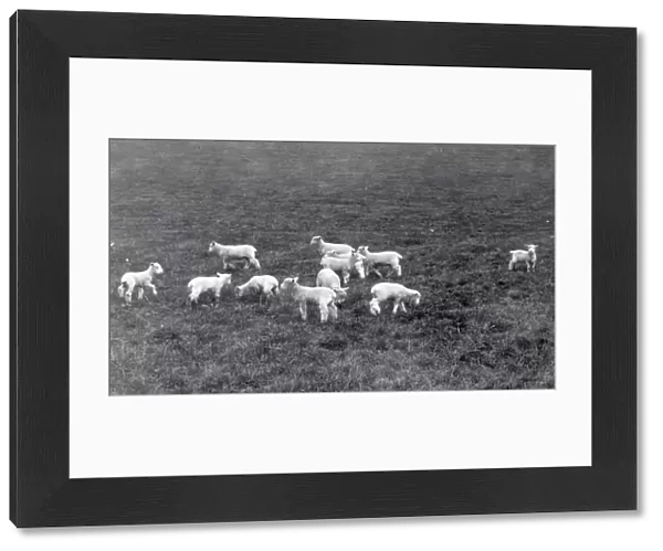 Lambs at Woolbeding - 1939