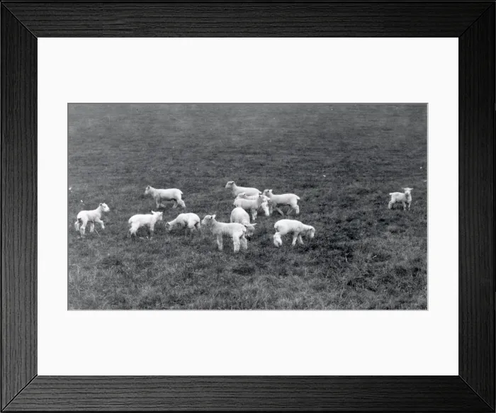 Framed Print : Lambs at Woolbeding - 1939 Framed Print : Lambs at Woolbeding - 1939