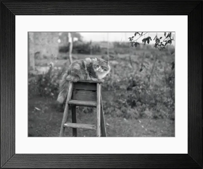Framed Print : Cat on a ladder - November 1939 Framed Print : Cat on a ladder - November 1939