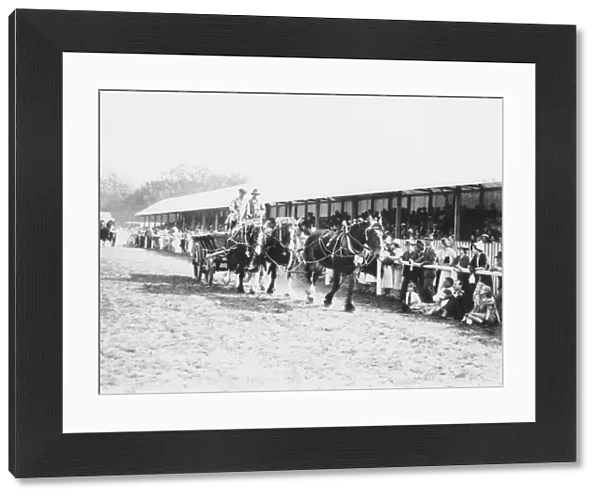 Parade of horseteams and hay wagons at the Sussex Show, 1938
