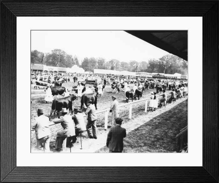 Framed Print : Cattle parading in ring at the Sussex Show, September 1938 Framed Print : Cattle parading in ring at the Sussex Show, September 1938