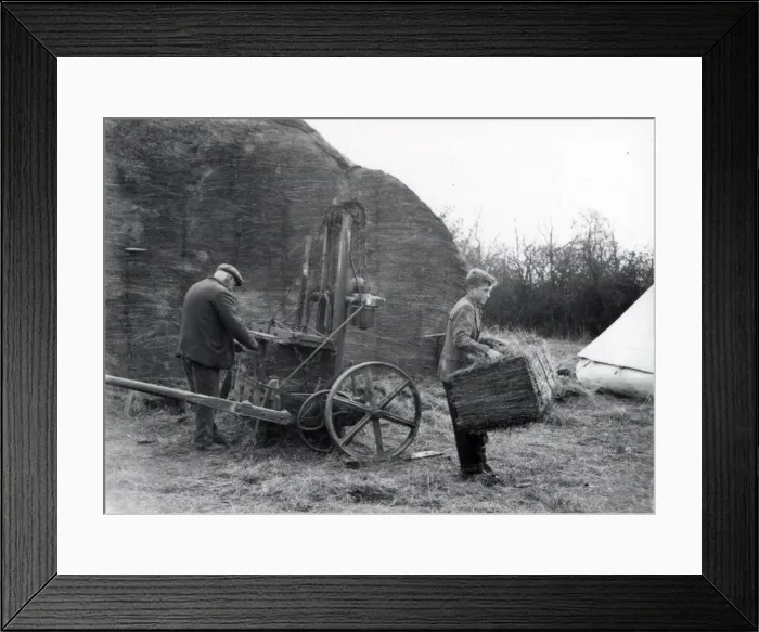 Framed Print : Hay tying - March 1940 Framed Print : Hay tying - March 1940