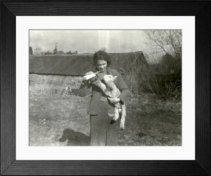 Framed Print : Bottle feeding a lamb at Strood Farm - March 1940 Framed Print : Bottle feeding a lamb at Strood Farm - March 1940