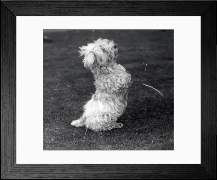 Framed Print : A treat, please! - April 1940 Framed Print : A treat, please! - April 1940