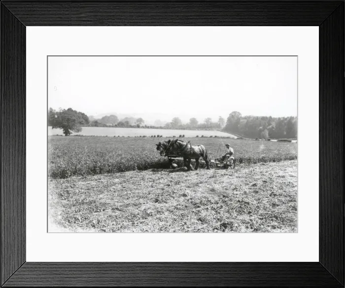 Framed Print : Cutting Clover at Fittleworth - about 1940 Framed Print : Cutting Clover at Fittleworth - about 1940